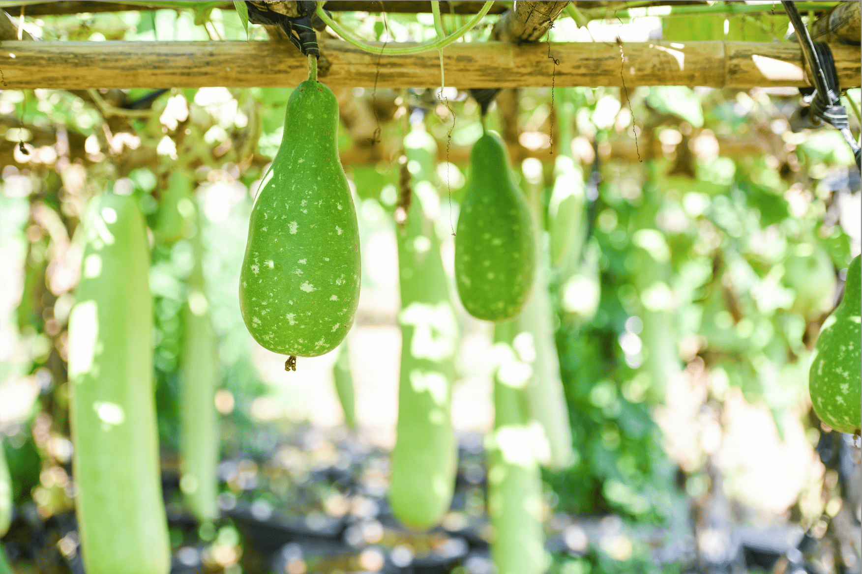 Surprising Benefits of Bottle Gourd for Kids: From Hydration to Asthma Relief