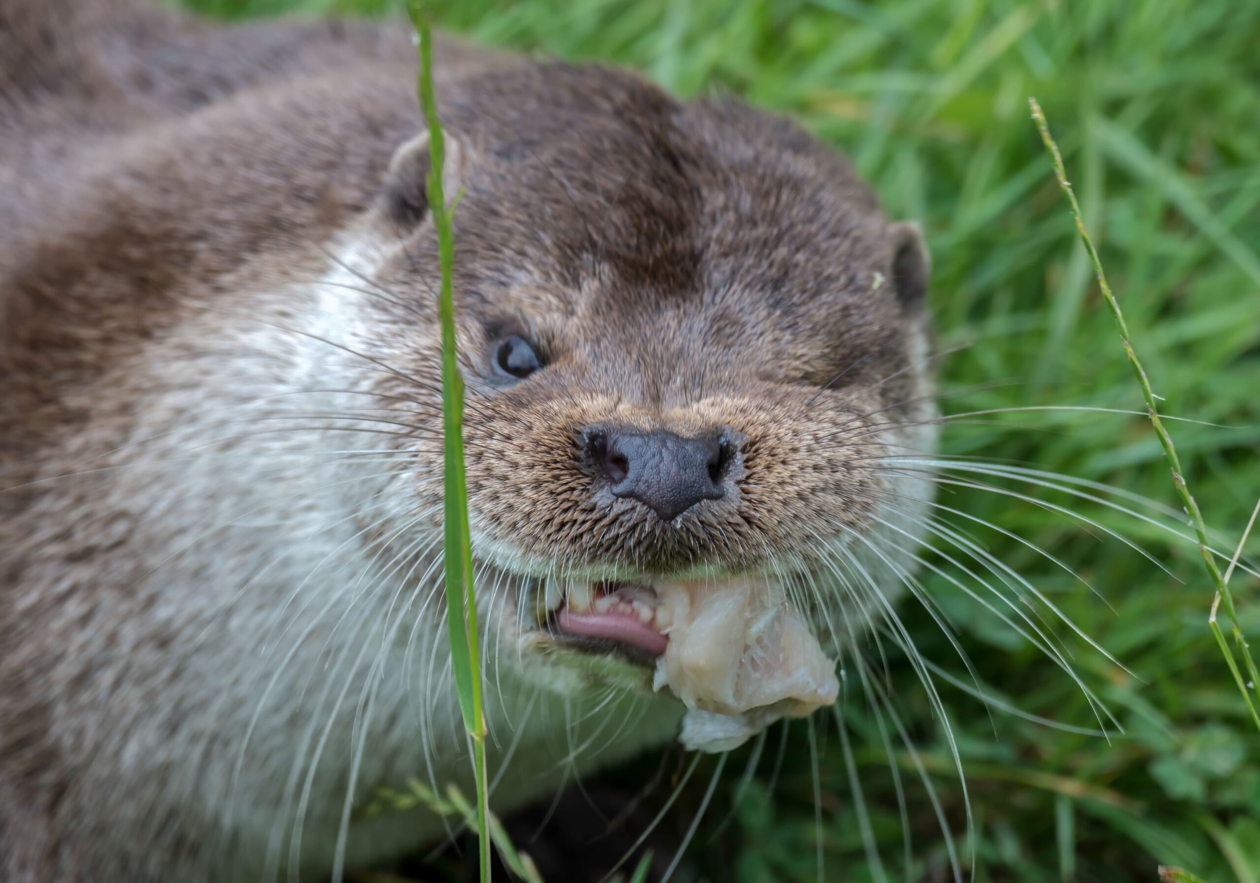 What to Do If Bitten by an Otter: First Aid and Prevention Tips